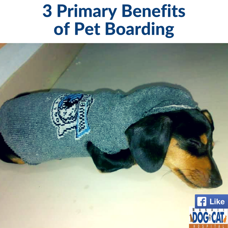 Pet Boarding Top 3 Primary Benefits - Makati Dog and Cat Hospital