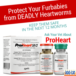 Heartworm Proheart 12