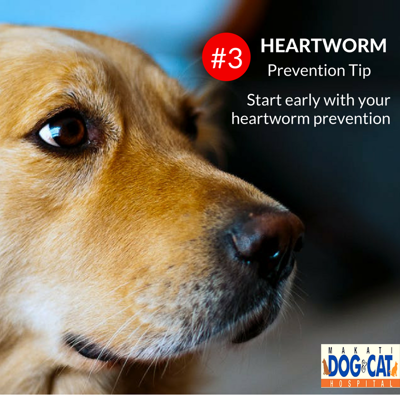 sentinel heartworm prevention side effects