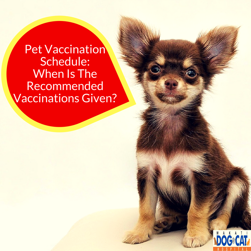 when can a puppy get rabies vaccine