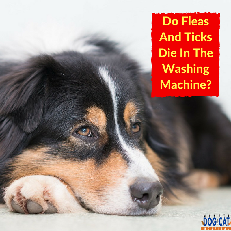 Can Cat Fleas Survive The Washing Machine at Linda Pua blog