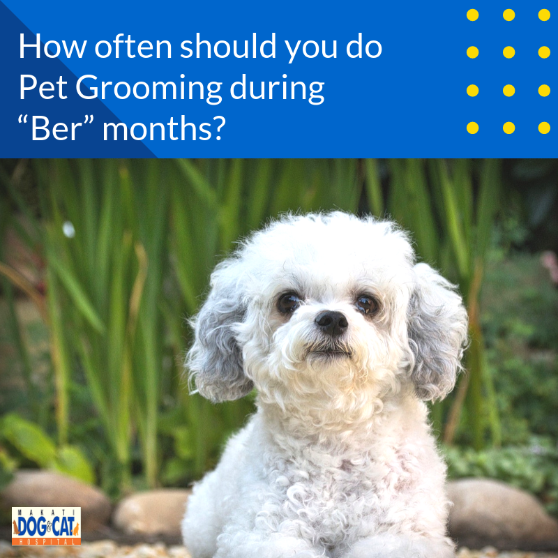 How Often Should You Do Pet Grooming During “Ber” Months? - Makati Dog