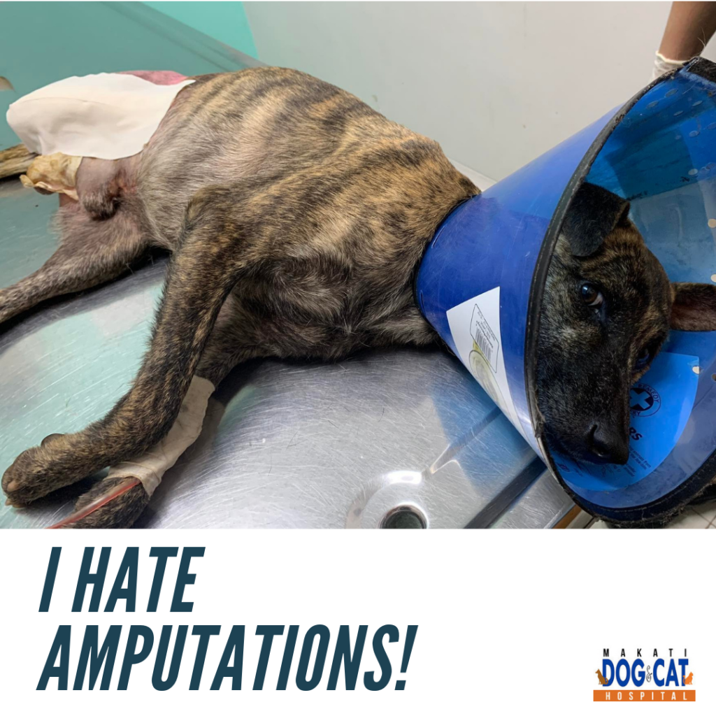 I Hate Amputations! - Makati Dog and Cat Hospital
