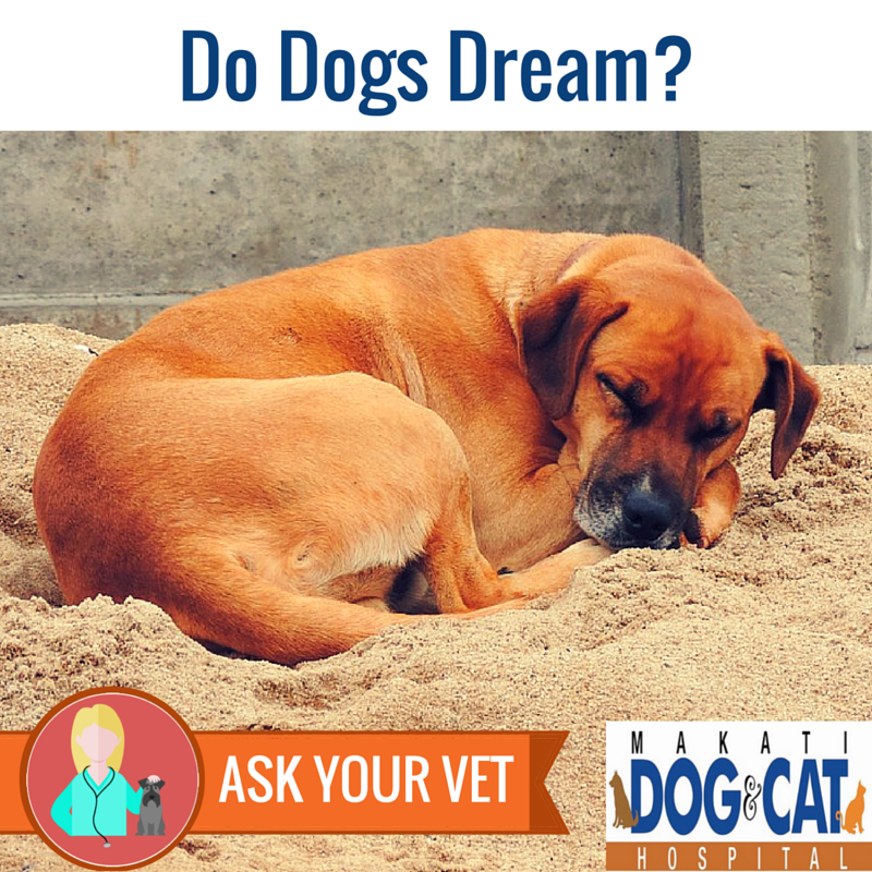 Do Dogs Dream? - Makati Dog and Cat Hospital