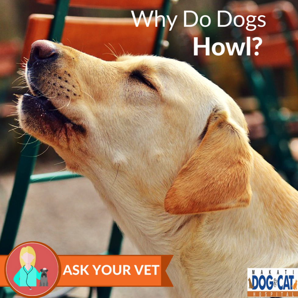 why-do-dogs-howl-makati-dog-and-cat-hospital