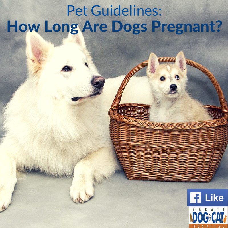 How Long Are Dogs Pregnant? - Makati Dog and Cat Hospital