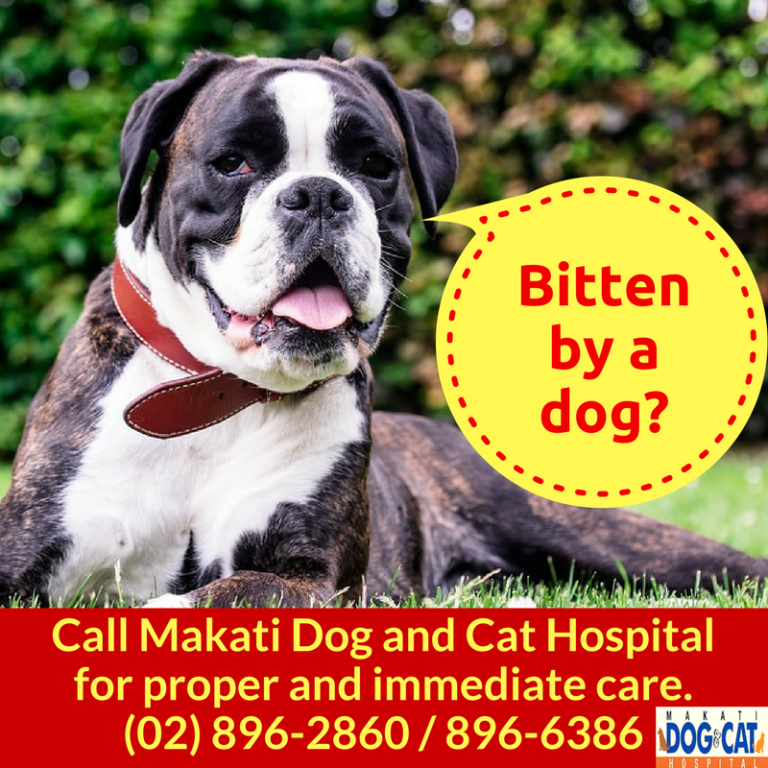 Bitten By A Dog? - Makati Dog and Cat Hospital