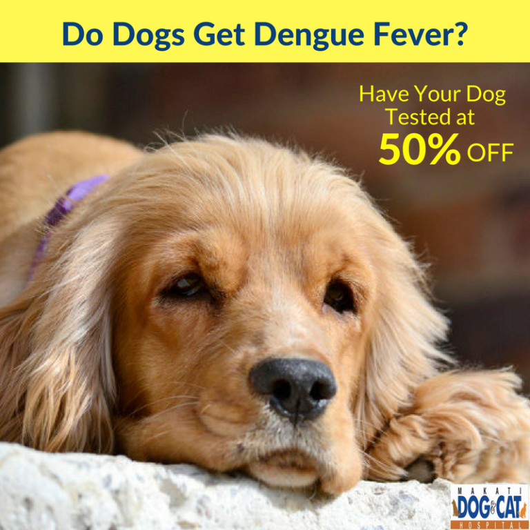 Do Dogs Get Dengue Fever? - Makati Dog and Cat Hospital