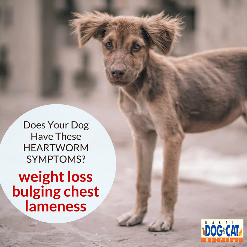 heartworm-symptoms-philippines-how-do-you-know-if-your-pet-dog-has ...