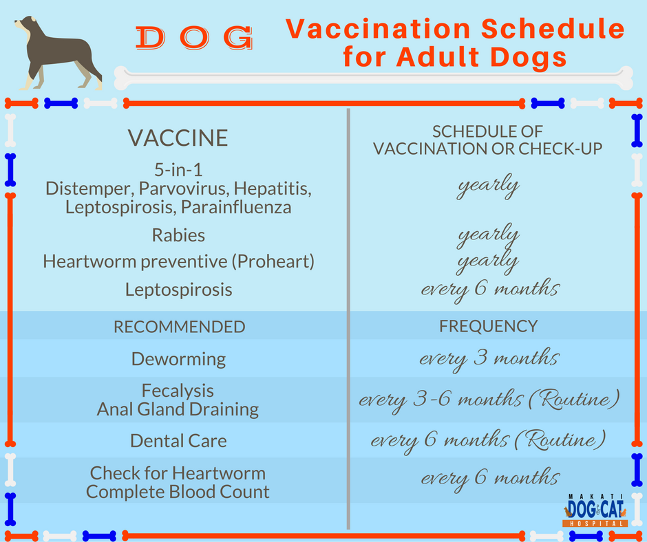 Pet Vaccination Schedule: When Is The Recommended Vaccinations Given